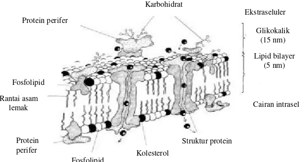 Gambar 2  Struktur membran plasma spermatozoa (Sumber Amann dan Graham  1993 dalam Morel 1999) 