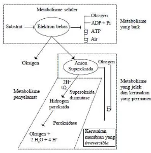 Gambar 4  Mekanisme proses peroksidasi 