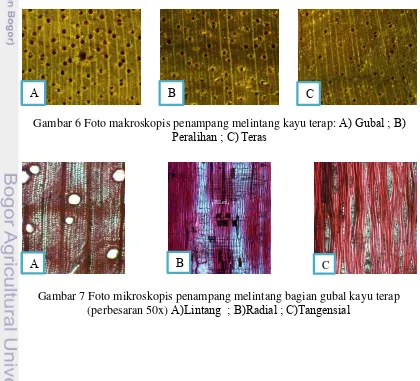 Gambar 6 Foto makroskopis penampang melintang kayu terap:  