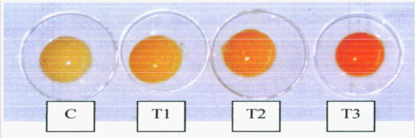 Gambar 1. Warna kuning telur ayam petelur dengan pemberian tepung daun katuk (DK)  dalam pakan