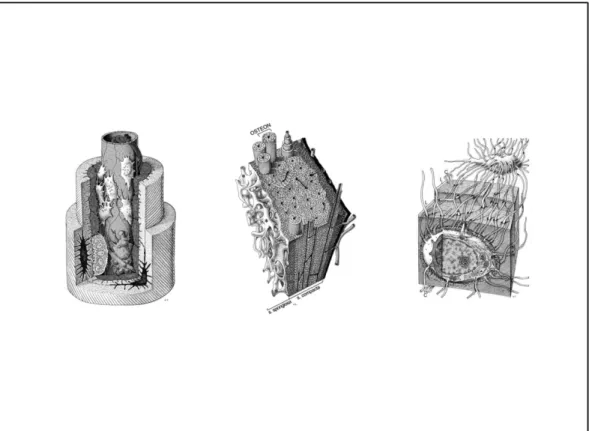 Gambar 2.3 Osteon dan Osteosit 