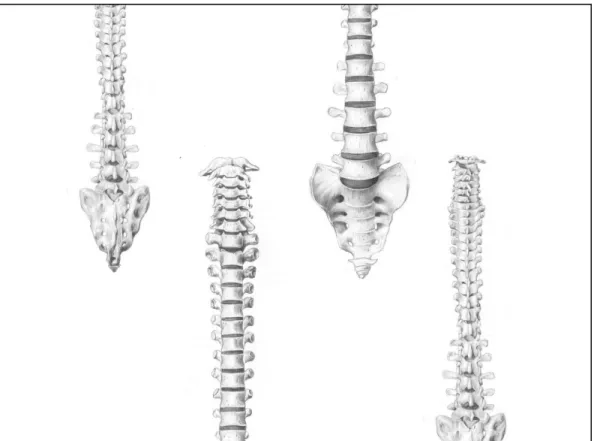 Gambar 2.6 Contoh Tulang Pendek 