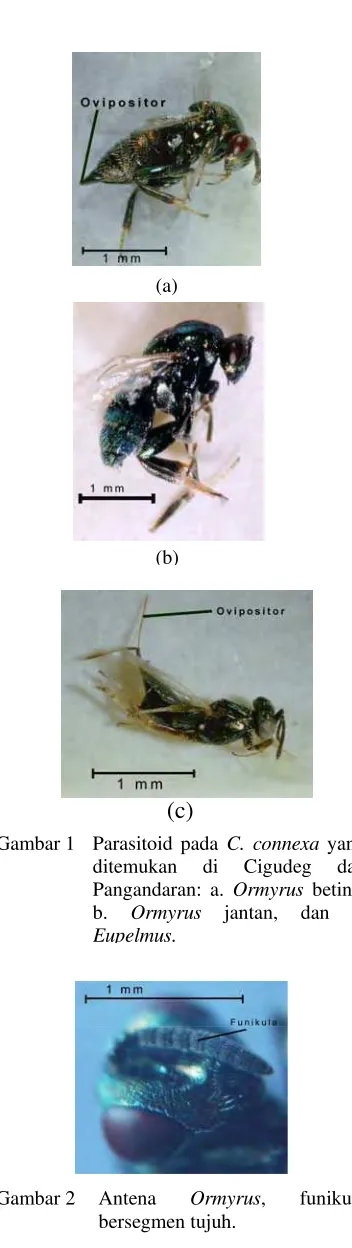 Gambar 1 Parasitoid pada C. connexa yang 
