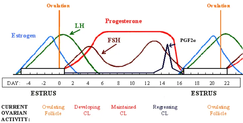 Gambar 1.  Level Hormon dan Aktivitas Ovarium pada Siklus Estrus         Sumber : Mottershead (2001) 