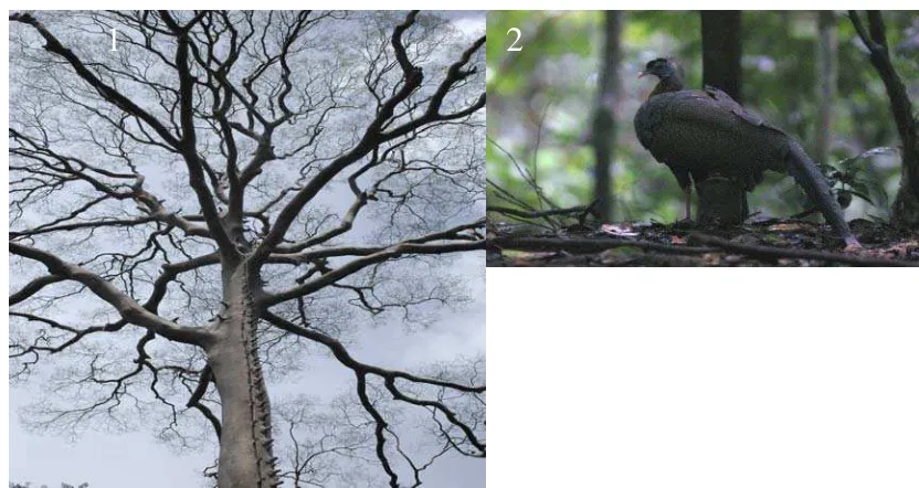 Gambar 8. Pohon madu (Sumber (2): http://bird.incoming.jp/08/jpgl/1063.jpg Koompasia malacensis[1] ) dan burung kuau (Argusianus argus[2] )  