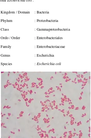 Gambar 2.2 Escherichia coli setelah pewarnaan Gram 