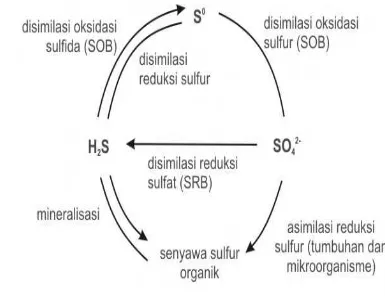 Gambar 4. Siklus sulfur secara biologi. SOB : sulfur compound oxidizing; SRB : sulfate reducing bacteria (Kleinjan, 2005)