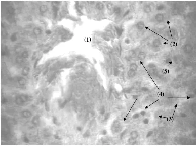 Gambar 4.7  Histologi hati tikus jantan setelah pemberian kombinasi jahe 