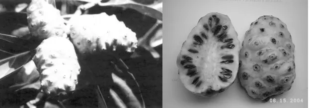 Gambar 1.1 (B) Makroskopik buah mengkudu 