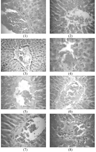 Gambar 4.8 Histologi hati tikus jantan kontrol (1), jahe gajah 50 mg/kg bb (2), mengkudu 