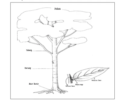 Gambar 1. Bagian Pohon dan Pengertian Satu Daun 