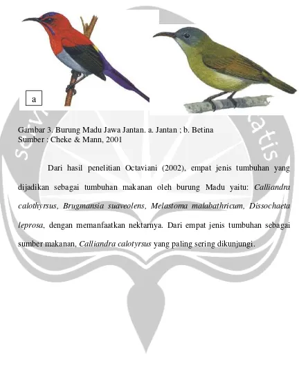Gambar 3. Burung Madu Jawa Jantan. a. Jantan ; b. Betina 