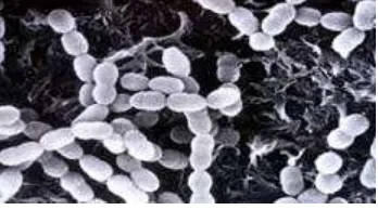 Gambar 3  Streptococcus mutans. 