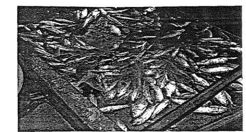 Gambar I. lkan Lambak pipih (Thynnichthys polylepis ) hasii tangkapan dengan tangkul besar di depan pintu air menuju S