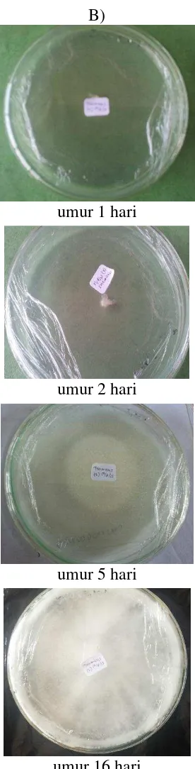 Gambar 1 Pertumbuhan jamur Phanerochaete chrysosporium (A) dan Trametes 