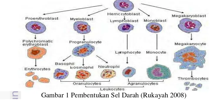 Gambar 1 Pembentukan Sel Darah (Rukayah 2008) 