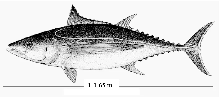 Gambar 1.  Ikan tuna albacore 
