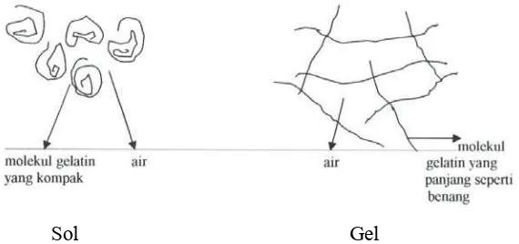 Gambar 2. Proses pembentukan gel pada gelatin (deMan 1997) 