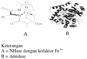 Gambar 4  Struktur NHase dan Amidase. 