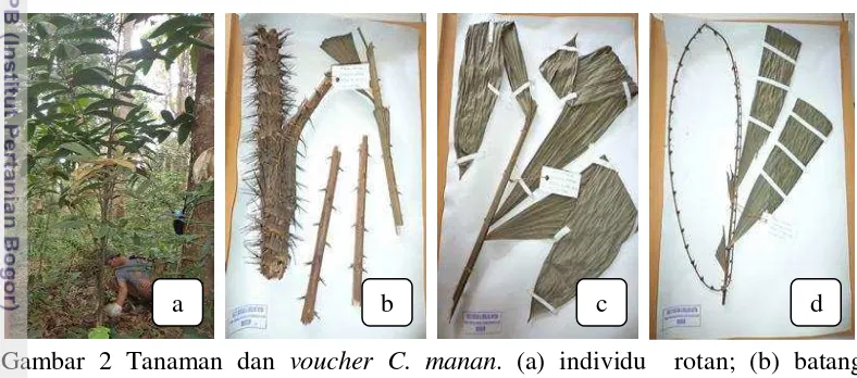 Gambar 2 Tanaman dan voucher C. manan. (a) individu  rotan; (b) batang 