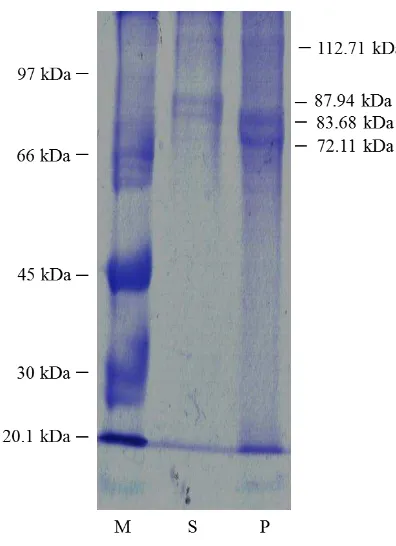 Gambar 2  Pola pita protein kolagen kulit ikan patin. Keterangan: M= low 