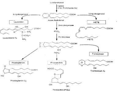 Gambar 3. Lintasan utama sintesis kelas-kelas utama eikosanoid: prostaglandin, prostasiklin, tromboksan, dan leukotrien