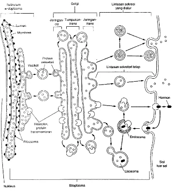 Gambar 1   . Rute melalui sel untuk protein yang disekresikan. Yang diperlihatkan adalah gambaran skematis, berbagai kompartemen dan konstituen selular, dan panah menunjukkan berbagai lintasan.