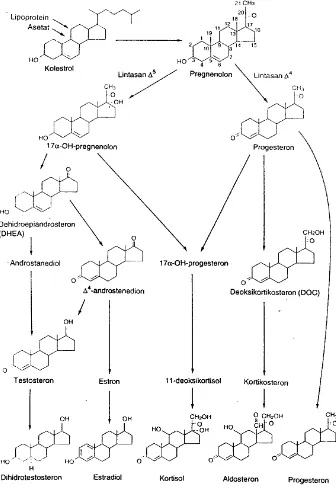 Gambar 2.  Lintasan sintesis kelas-kelas utama hormon steroid. Kolesterol diturunkan dari asetat dengan sintesis dari partikel lipoprotein