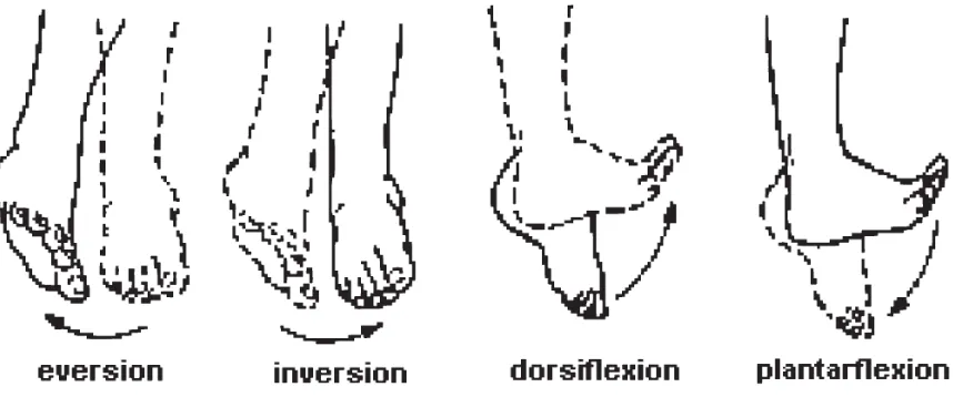 Figure 2.2: Main rotation of the foot about two axes of the ankle. [2] 