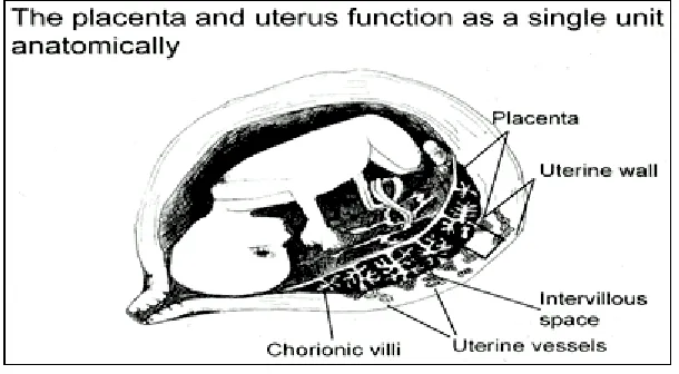 Gambar 1. Interaksi antara ibu dan janin, dikenal sebagai feto-plasental unit, tempat utama untuk produksi dan sekresi hormon protein dan steroid