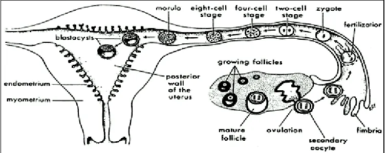 Gambar 2. Siklus ovarium, fertilisasi dan perkembangan embrio yang terjadi selama minggu pertama setelah konsepsi