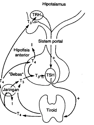 Gambar 3   . Sumbu hipotalamus-hipofisis-tiroid. TRH dihasilkan di hipotalamus  mencapai tirotrop di hipofisis anterior melalui sistem portal 