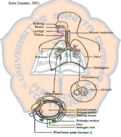 Gambar I. Strukur Sistem Pernapasan (Sundaru, 2001). 