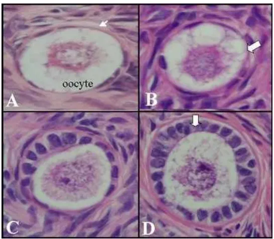 Gambar 8. Fotomikrograf (pembesaran 40x) stadium awal folikulogenesis 