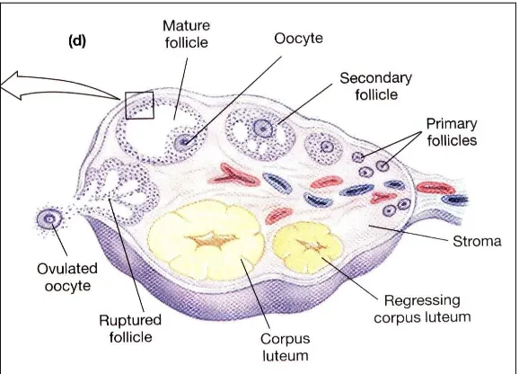 Gambar 1. Proses Folikulogenesis dan Ovulasi di ovarium 2 