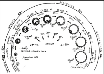 Gambar 2. Siklus normal folikulogenesis pada wanita. (gc=jumlah sel 