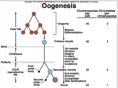 Gambar 3. Proses Oogenesis dalam siklus reproduksi wanita 2 