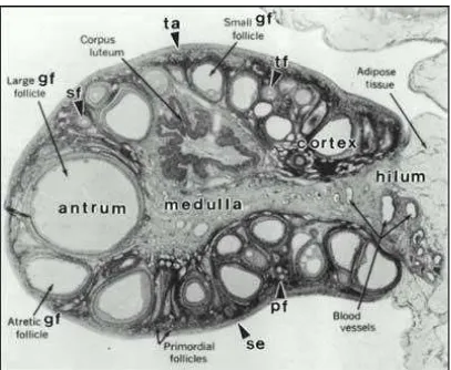 Gambar 4. Ovarium dewasa dapat dibagi menjadi 3 bagian: korteks, 