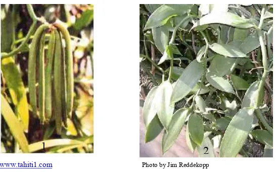 Gambar 1. Buah panili yang sudah matang (1) dan tanaman panili (2) 