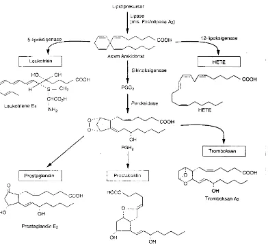 Gambar 15. Lintasan utama sintesis kelas-kelas utama eikosanoid: prostaglandin, prostasiklin, tromboksan, dan leukotrien