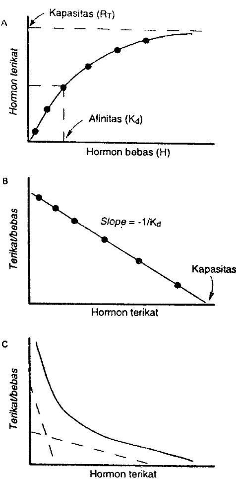 Gambar 17. Gambaran skematis dari A, Hubungan antara konsentrasi hormon dengan reseptor pengikat; B, Plot Scatchard dari data pengikatan; dan C, Plot Scatchard yang dapat mencerminkan kesemua kerjasama negatif atau dua kelas tempat
