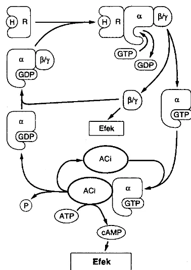 Gambar 1-21. Aktivasi adenilil siklase oleh kompleks hormon-reseptor. Kompleks  hormon-reseptor berinteraksi dengan protein G heterodimerik, dengan stimulasi pengikatan GTP dari kompleks subunit-, disosiasi kompleks subunit  /, aktivasi adenilil siklase, dam stimulasi aktivitas adenilil 