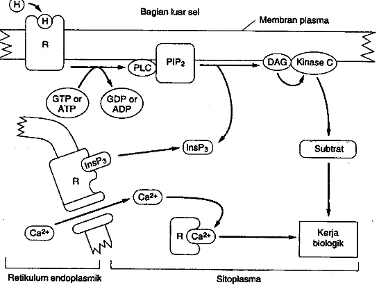 Gambar 1-25. Aktivasi fosfolipase C oleh kompleks hormon-reseptor, dengan pengaturan dari Ca2+ intraselular dan aktivasi protein kinase C