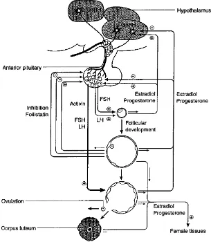 Gambar 4. Regulasi steroid dan peptida gonad atas fungsi ovarium. Hypothalamus 