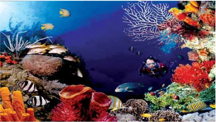 Gambar 3 Biota Laut Taman Bunaken