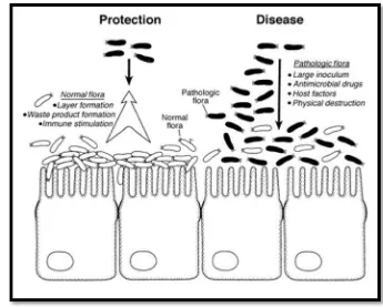 Gambar 3 Mekanisme pertahanan intestinal oleh probiotik Sumber : Lu dan Walker (2001)