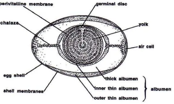 Gambar 1. Struktur Telur (Robert, 2004). 