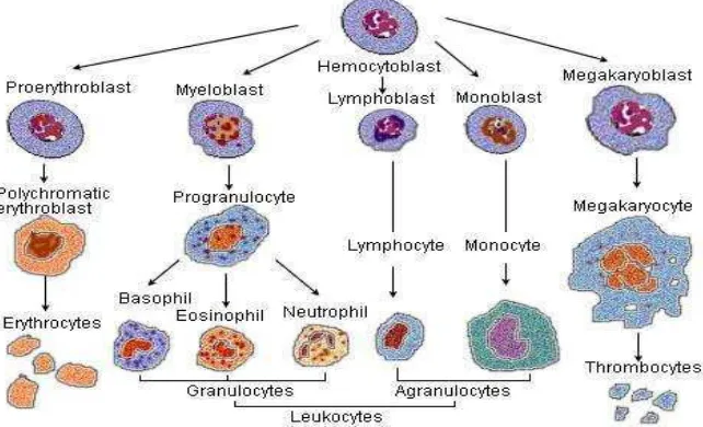 Gambar 3. Unsur sel darah 