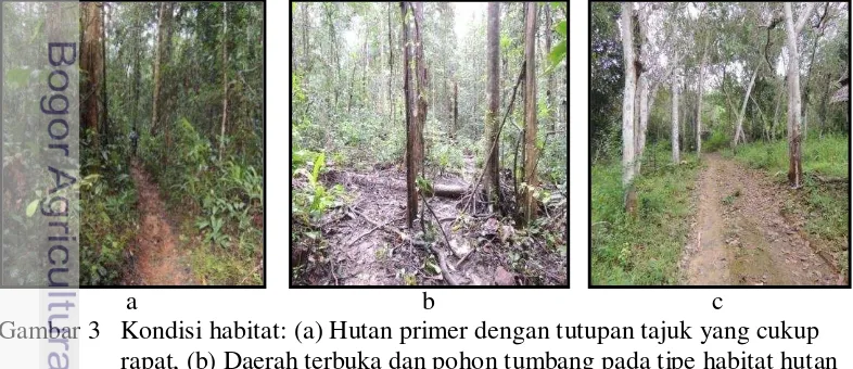 Gambar 3 Kondisi habitat: (a) Hutan primer dengan tutupan tajuk yang cukup 