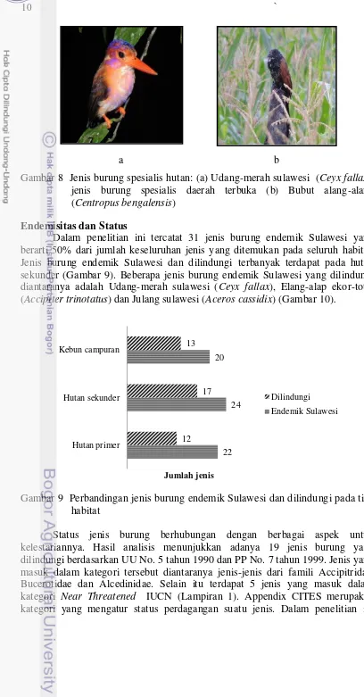 Gambar 8  Jenis burung spesialis hutan: (a) Udang-merah sulawesi  (Ceyx fallax), 